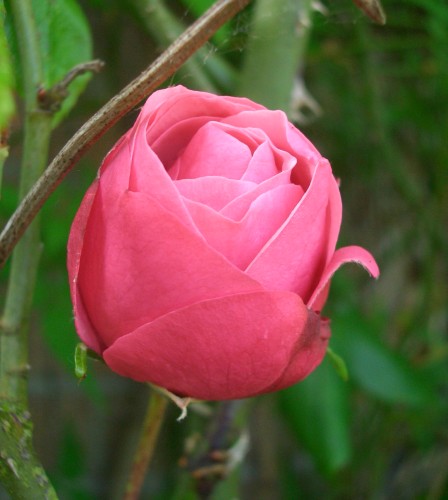 une rose